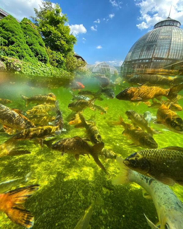 Belle Isle Aquarium